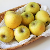 산지직송 사과 경북 시나노골드 스위트 황금사과, 1개, 골드 가정용-중과 5kg(17-22)