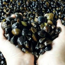 청정1급수 하동 섬진강 자연산 100% 재첩국 300g 6팩 직접 채취하여 깨끗하게 손질하여 가공