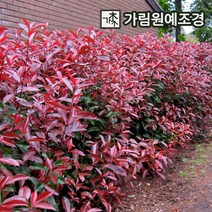 홍가시 가림원예조경, 레드로빈 키100cm 분묘(2개세트)