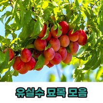 유실수 과실수 과일나무 묘목 모음, 천중도백도접목묘