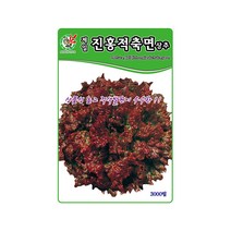 상추씨앗 제일진홍적축면 3000립 추대 안전 다수확, 단품