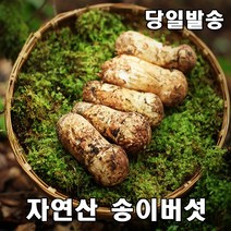 2023년 최고급 자연산 송이 버섯 자연 추석 설날 명절 선물세트 500g, 1등급7cm-9cm 1kg