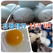 강원고성 자연방목 유황 청계란 유정란 초란 부화용 청란 (난각1번), 대란 20구