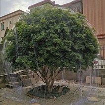 참새망 7mx7m 새그물 작물 보호 블루베리망 과일나무, 7m x 7m 2m 높이의 나무에 적합