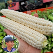 쫀쫀이 괴산 대학 찰옥수수 삶은 찐 옥수수 생 냉동 햇옥수수, 1세트, 냉동찐옥수수 10팩(총30개입)