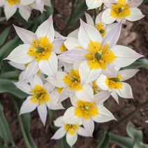 [가을구근]튤립(원종)-투르케스타니카 구근5개