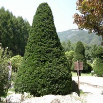 묘목/주목나무 실생2년생 20주묶음 J311