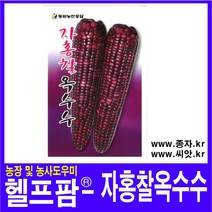 헬프팜 자홍찰옥수수 70립 종자 씨앗 동원농산종묘