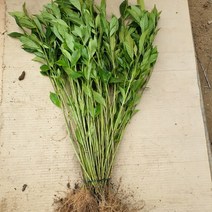 꽃치자 묘목 10주, 본상품선택