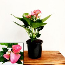 꽃나무팜 안스리움 로얄핑크 중소품 안시리움 안시륨 사계절꽃 개업선물 집들이선물 연인 부모님선물