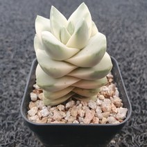 봄의정원 기천 금 다육, 1개