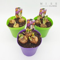 꽃집아가씨 크로커스 기본포트/구근식물/3가지 색상/낱개판매, 크로커스 기본포트-식물색상(복색)