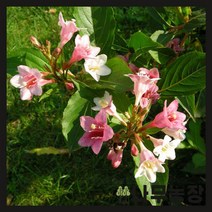 (나무농장) 병꽃나무 삼색병꽃 6치 화분, 1개