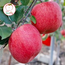 A[공주네농장] 새벽이슬맺힌 안동꿀사과 ~할인특가판매 행사중~, 1박스, 05. 가정용 흠과 5KG / 중과