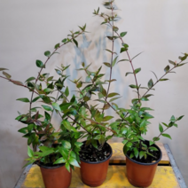 꽃댕강(흰색) 노지월동가능 꽃이 피고지고해요