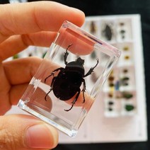 조각품 명확한 수지 문진 견본에있는 각종 곤충, 11 11
