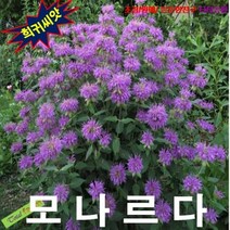 (희귀씨앗) 벨가못핑크 (모나르다 Bee Balm) 25립