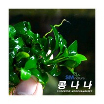 아누비아스 콩나나 [無포트], 단품