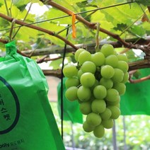 상주 샤인머스켓 망고 포도 제철과일 1.5kg(2-3송이)