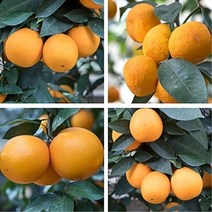 [괴근식물] 3년생묘목 한라봉 레드향 오렌지 황금향 천혜향 레몬 낑깡(금귤), 3년생 레몬