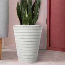 40cm 큰 화분 높은 식물 산세베리아 타이거하니 여인초 키우기, 토분