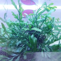 볼비티스 1벌브 음성 수초 키우기 새우 놀이터 어항수초