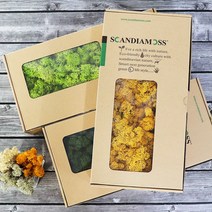 스칸디아모스 500g 천연이끼 천연가습 공기정화, 망고