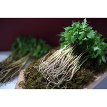웰라 새싹삼 중(20cm~25cm)-선물포장 가능, 100뿌리(금보자기 선물포장)