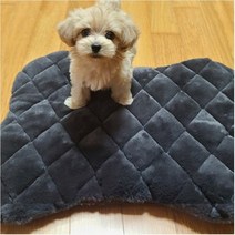 펫조은자리 애견 전기 매트 국내생산 강아지 고양이 온열 방석, 매트 동그라미, 민트