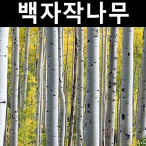 백자작 실생2년(뿌리) 5개/나무 묘목/활엽수/정원용