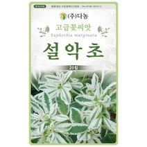 다알리아 혼색 100립 - 야생화 씨앗 꽃씨 씨 꽃씨앗 야생화씨앗 고급꽃씨 고급꽃씨앗 달리아 국화 다알리아씨앗 다알리아씨, 08_다농_설악초(20립)