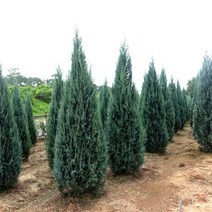 묘목/ 블루엔젤 20~30cm 4치포트/2개 SW027