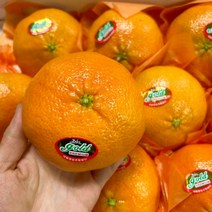 제주도 제주 레드향 5kg 가정용