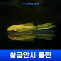 황금안시 롱핀 3cm 5cm미만 204537