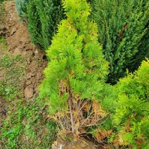 강동상회 에메랄드골드 키1.0미터 1주, v_상품선택_v