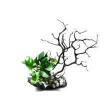 수초-미니 나나와 작은정원-열대어 어항 수족관 수중식물/헬로아쿠아