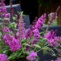 붓들레아 다크핑크 17cm화분 부들레야 신품종, 1개