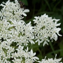 모종/어수리 9cm포트 4개 BN20