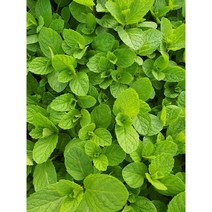 식용민트 허브 생잎민트 국내재배 베트남민트 애플민트, 민트100g