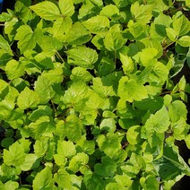 안산 플라워마트 땅두릅 모종 2포트