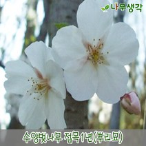 착한가격 나무생각 / 수양벚나무 / 접목1년 / 1등묘, 주
