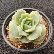 봄의정원 러블리로즈