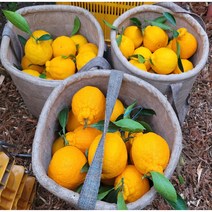 [행복한 농부] 고당도 맛있는 제주 한라봉 한박스 4.5kg/9kg 실중량 가정용 선물용, 제주 한라봉 4.5kg(16~20/중과)