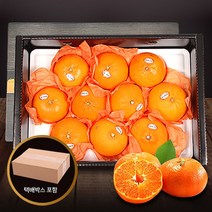 [참다올] 명품 제주 레드향 3kg(9-12과), 단품