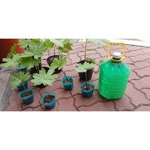 병풍취 모종 10촉, 1세트, 1개