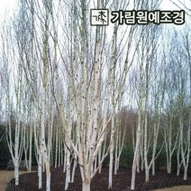 자작나무 잭큐몬티 도랜버스 백자작나무, 잭큐몬티자작 키120cm 4치장포트(10개세트)