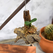 오너클랜 목부작 유목 모음 유목(소), 본품, 단일