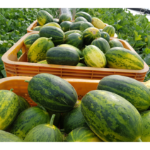 허가네 성산 메론 파파야메론 산지직송, 파파야 메론 2kg, 1개