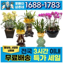 (뽀빠이삼촌네) 동양란 서양란 특별기획 난화분 축하난 난배달 란 승진선물, 노랑미니호접(15호)