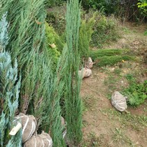 강동상회 스카이로켓 키1.5미터 1주, v_상품선택_v